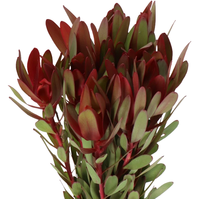 Leuca. Safari Sunset 70cm holl