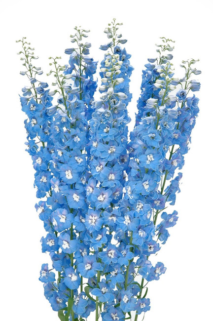Delph Triton Blue 80cm f.c.