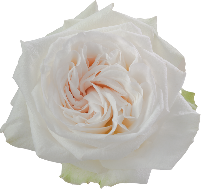 Rose Garden White O'Hara (25 stems) rprima