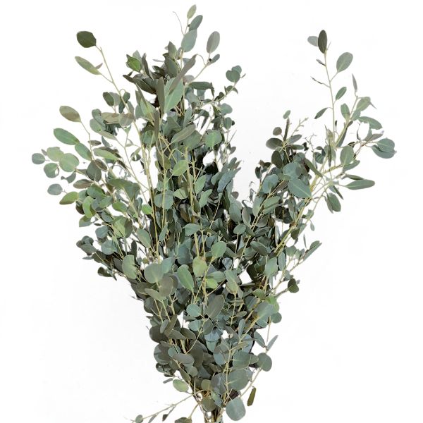 Eucalyptus Bonsai fbi -