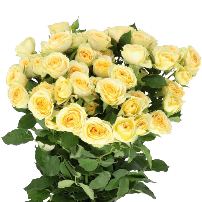 RoseSpray Bandolero 60cm holl