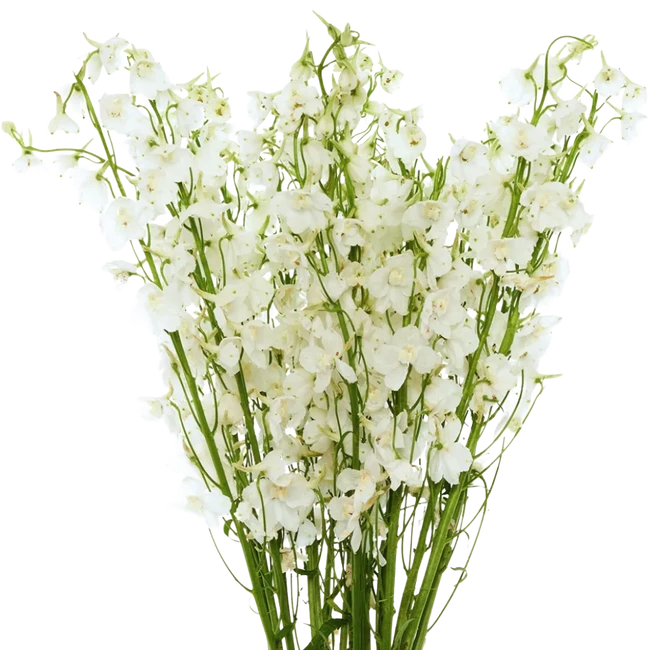 Delph White rio