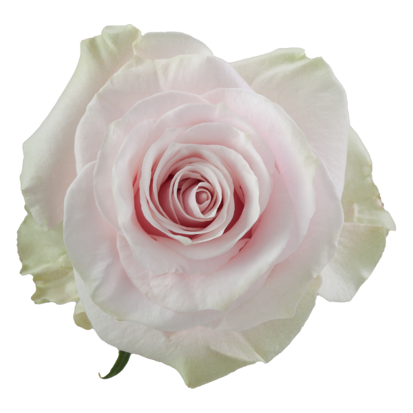 Rose Pink Mondial 70cm naranjo -