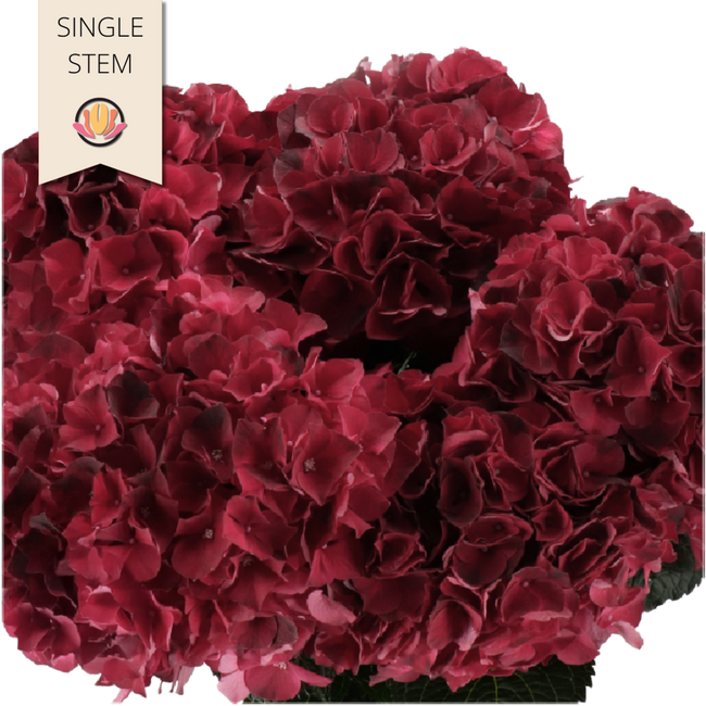 Hydrangea Magical Dark Ruby ST