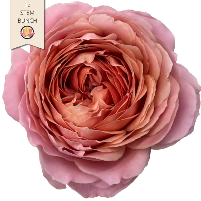 Rose Gdn Romantic Antike(12st)rprima