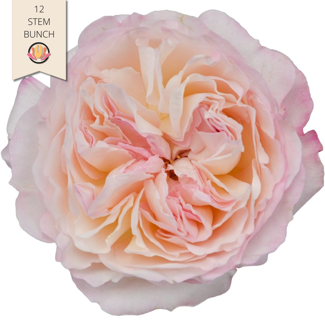 Rose Garden Kiera rprima(12st)