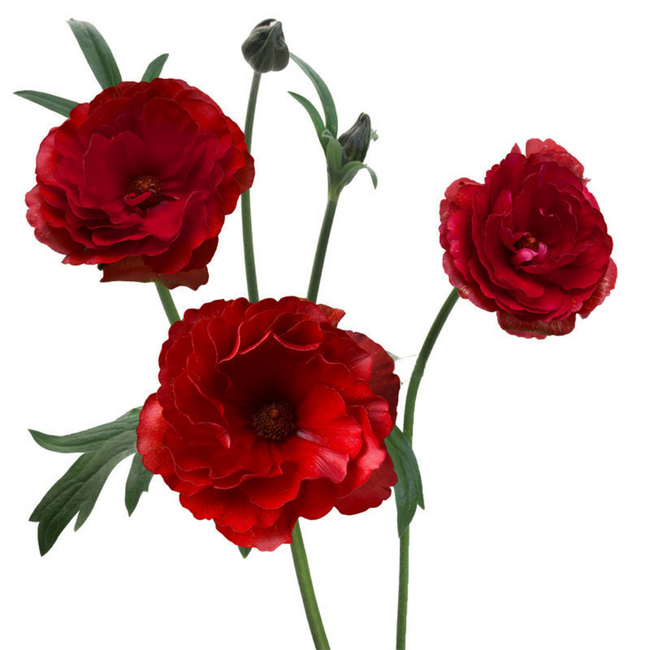 Ranunculus Butterfly Hades chile