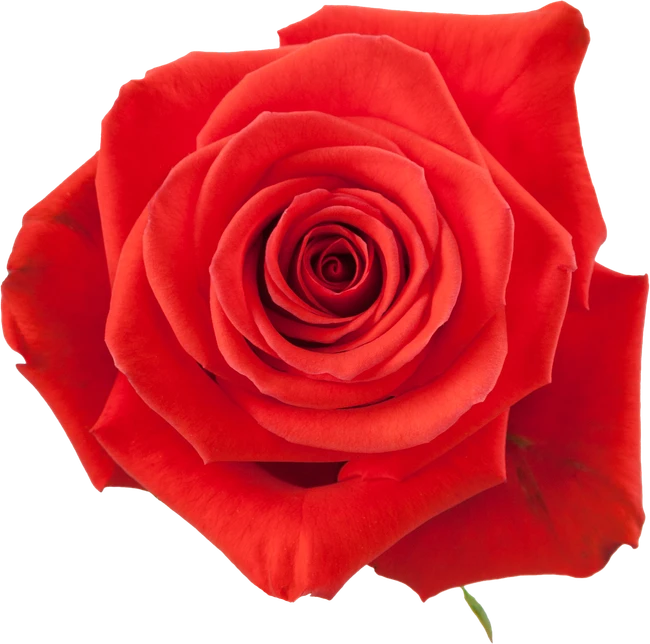 Rose Nina 50cm naranjo