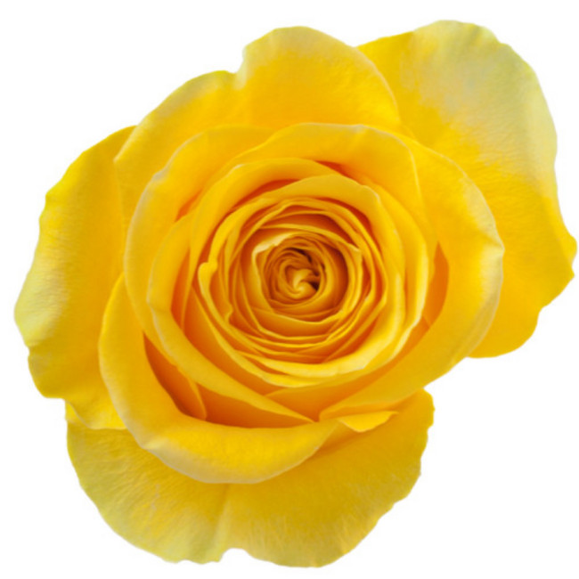 Rose Brighton 50cm naranjo