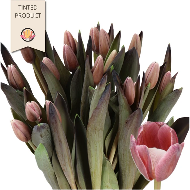 TulipDyed Dbl Brownies holl