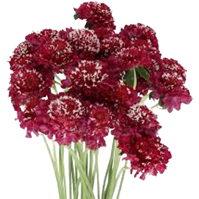 Scabiosa Raspberry holex