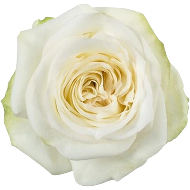 Rose CandleLight 50cm tessa