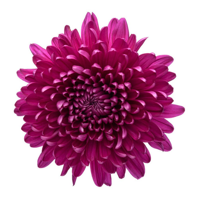 Mum Cremon Andrea Purple sole