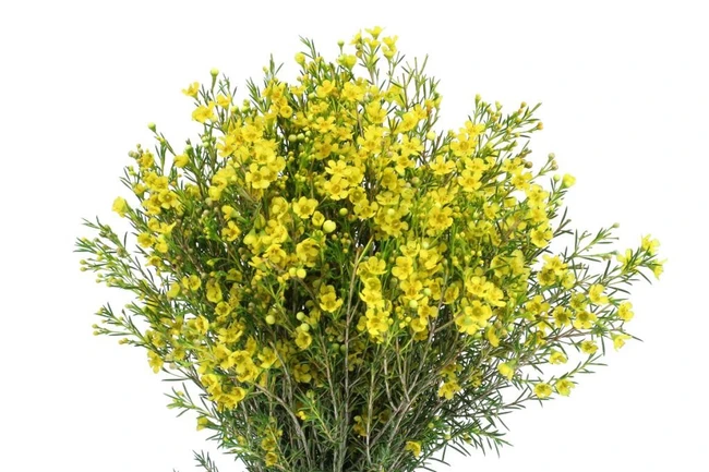Waxflower Yellow SOLE