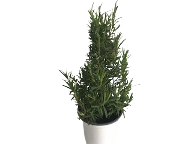 4" ROSEMARY CONE