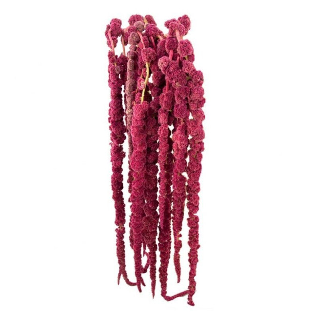 Amaranthus Red Hanging 80cm to
