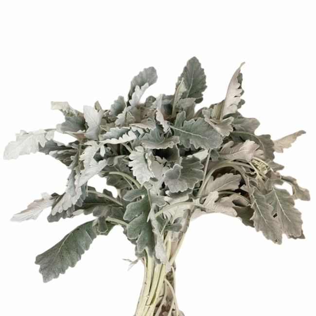 Dusty Miller toscana