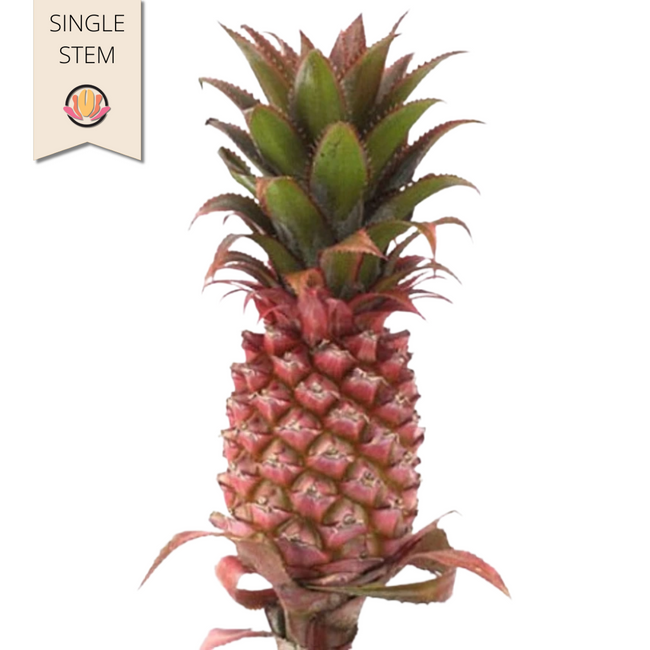 Pineapple Mini national(STEM)