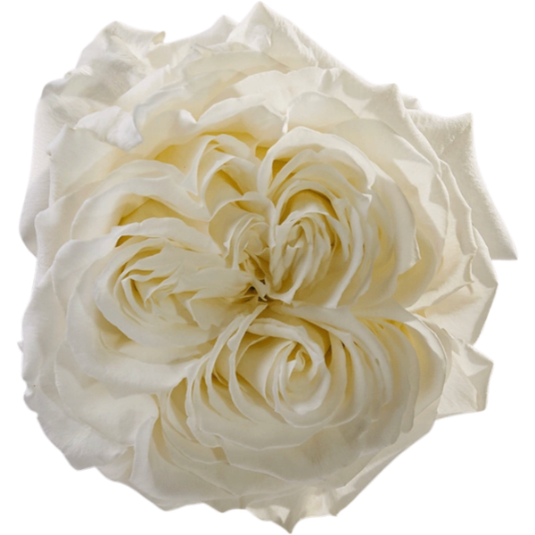 RoseGrdn Mayra White HOLEX 25s