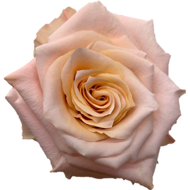 Rose Shimmer 60cm naranjo