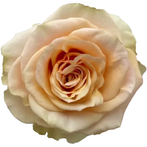 Rose Pearl Finesse 50cm toscan