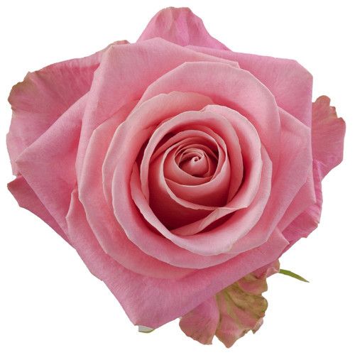 Rose Hermosa 60/70cm naranjo