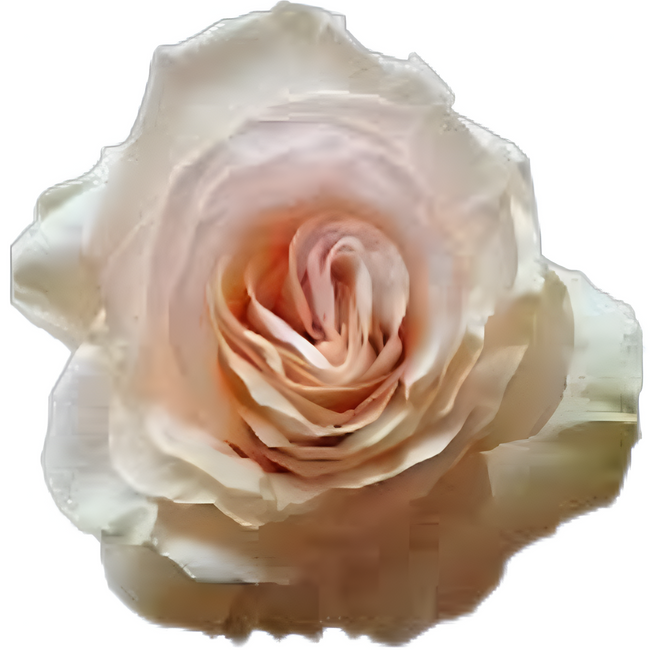 Rose Pearl Finesse 60cm, Toscana