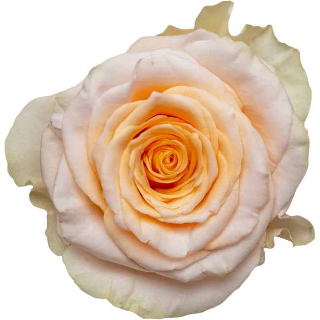 Rose PearlFinesse 60cm Toscana