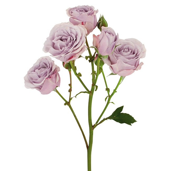 RoseSpray Silver Mikado toscan