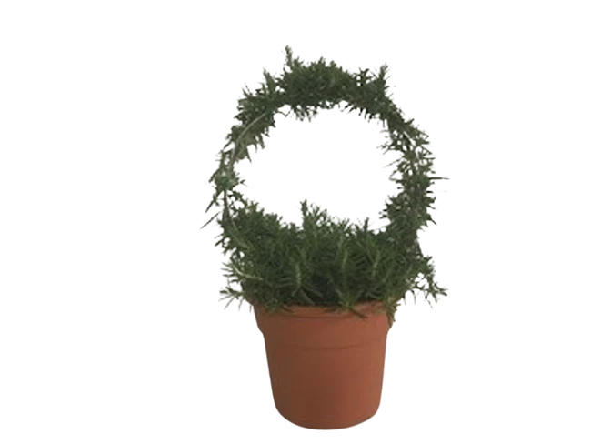 6" ROSEMARY WREATH