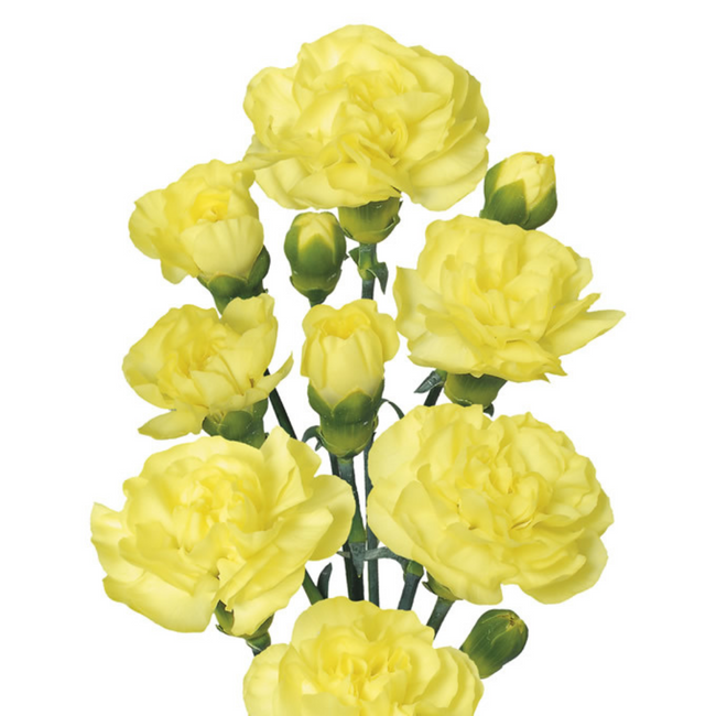 CarnMini Yellow sole