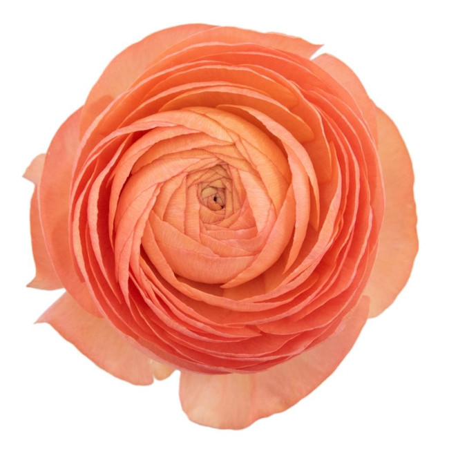 Ranuculus Coral rio