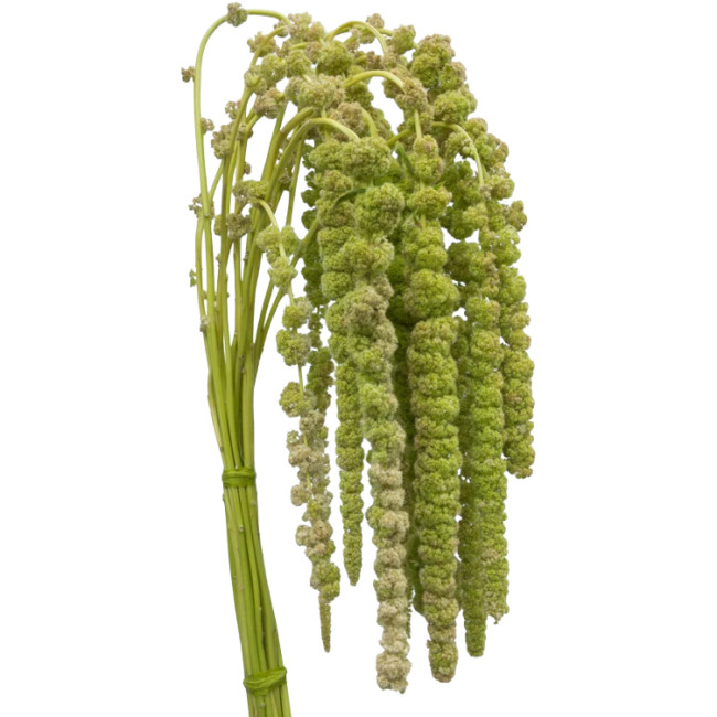 Amaranthus Green Hanging 70cm -