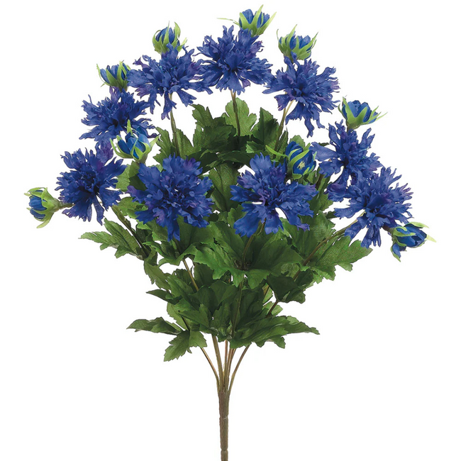 Cornflower Dark Blue Bush x15