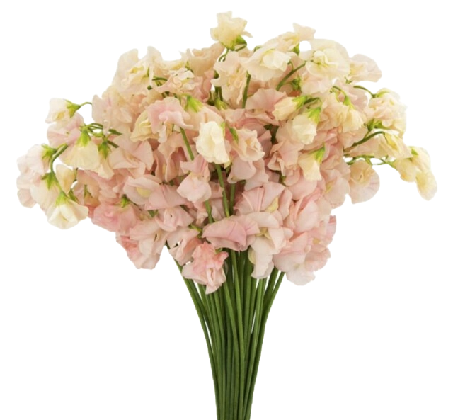 Sweet Pea Megumi Japan holex