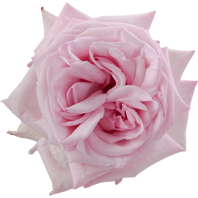 Rose Garden Pink Ohara  rfi