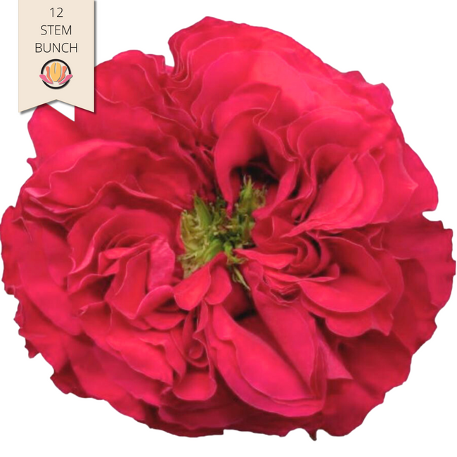 Rose Garden Mayra Hot Pink florecal(