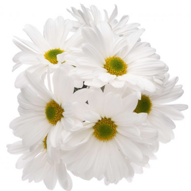 Pom Daisy White Atlantis gdns