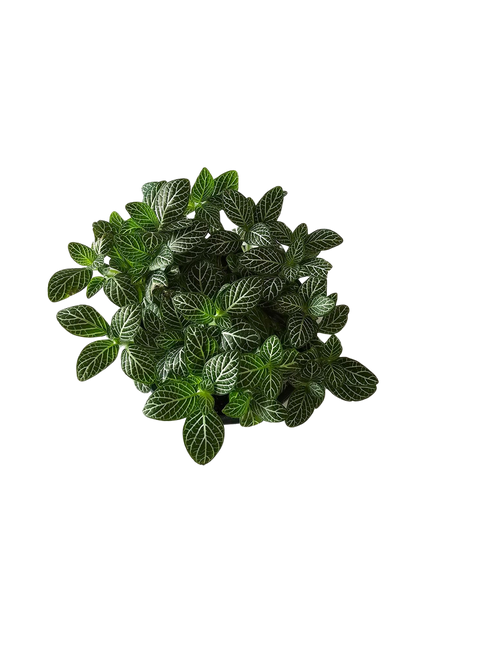 4" FITTONIA