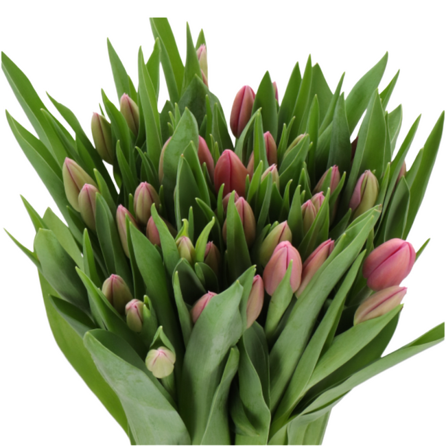 Tulip Lavender holl -