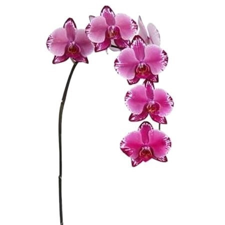 Phals Buffalo holl(STEM)