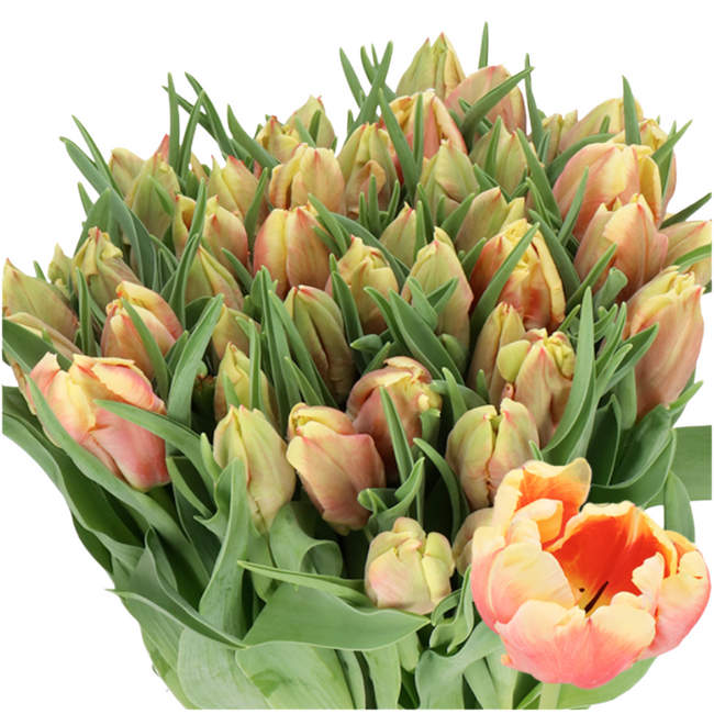 Tulip DeeJay Parrot holl