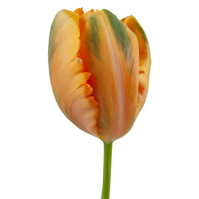 Tulip French Avignon Parrot holl