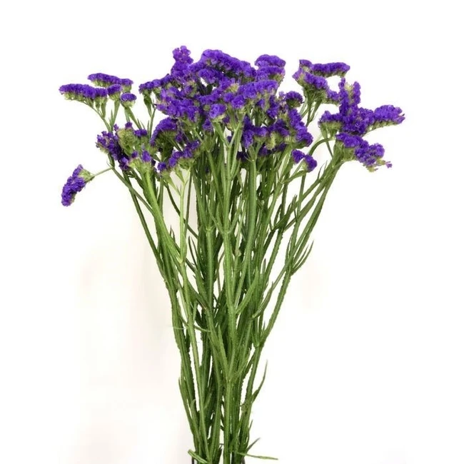 Statice Purple SupSel RIO