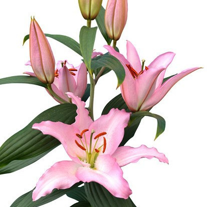 Lily Pink Oriental continental
