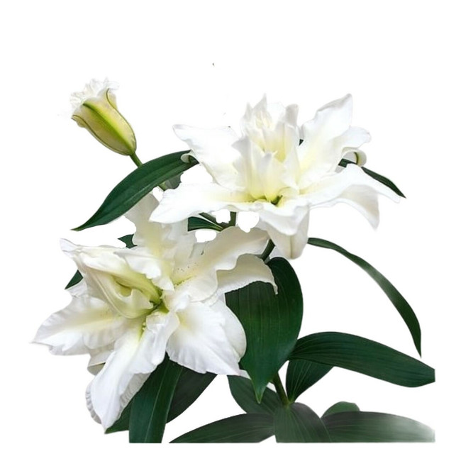 Lily White Oriental continenta