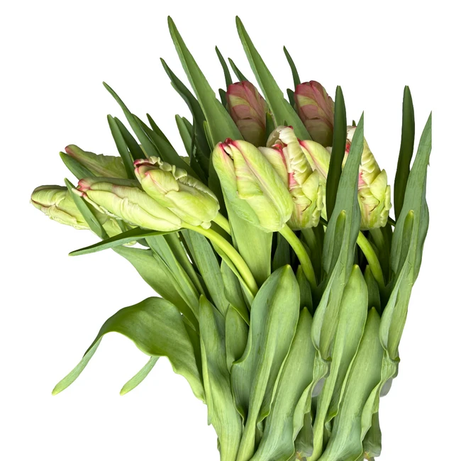 Tulip Peppermint Parrot holl
