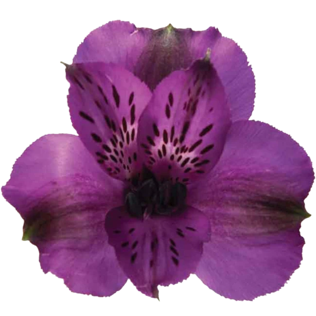 Alstro Purple sole supsel