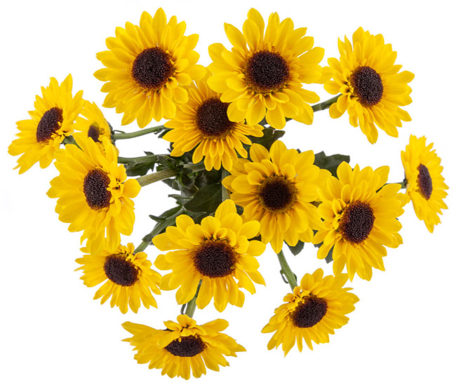 Pom Viking Yell  sole.