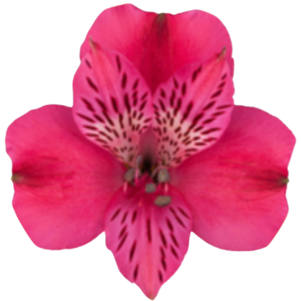 Alstro HotPink gdns supersel